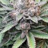 MarVista Feminized Seeds