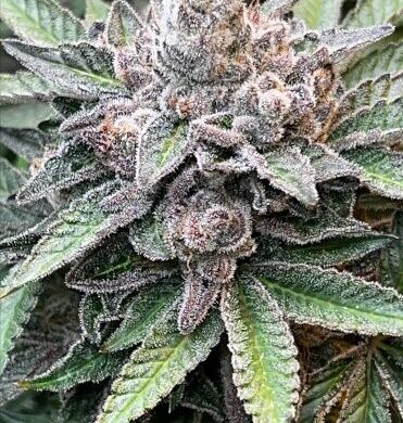 MarVista Feminized Seeds