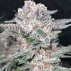 Mind Reaper Bx1 Feminized Seeds