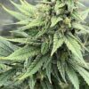 Pink LemonAid S1 Feminized Seeds