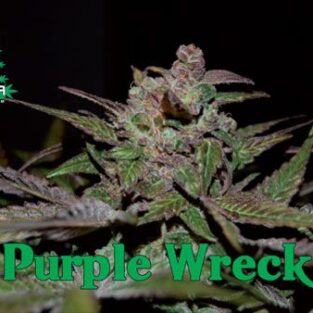 Purple Wreck Feminized Seeds