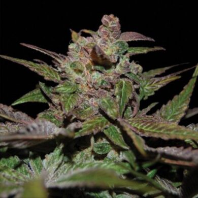 Purple Wreck Feminized Seeds