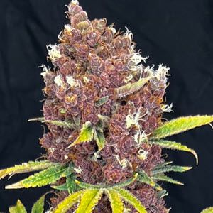 Raspberry Ripple Feminized Seeds