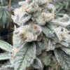 Sello Feminized Seeds