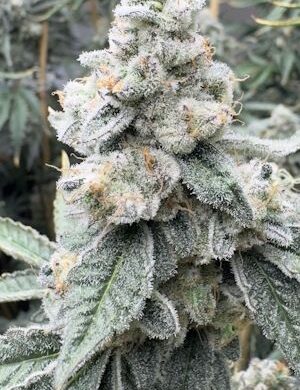 Sello Feminized Seeds