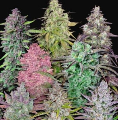 Jellye cannabis Seeds