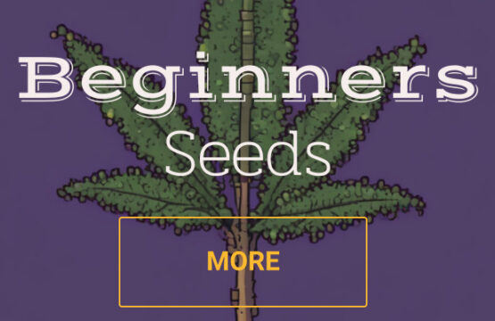 Beginner cannabis Seed strains