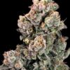 Slurpicane FAST Feminized Seeds