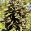 CheeseSus Christ SuperStar Auto Feminized Seeds