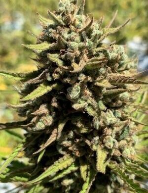 CheeseSus Christ SuperStar Auto Feminized Seeds