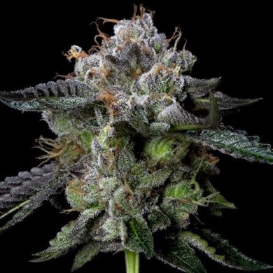 Four Prophets Feminized Seeds