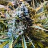 Frosted Watermelon Auto Feminized Seeds