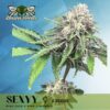 Sexyy Feminized Seeds