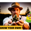 Grow Your Own Cannabis at Jellye Seeds