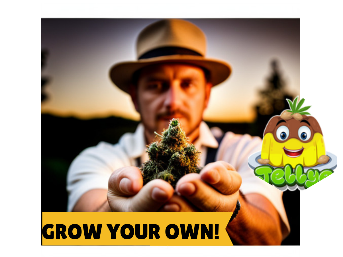 Grow Your Own Cannabis at Jellye Seeds