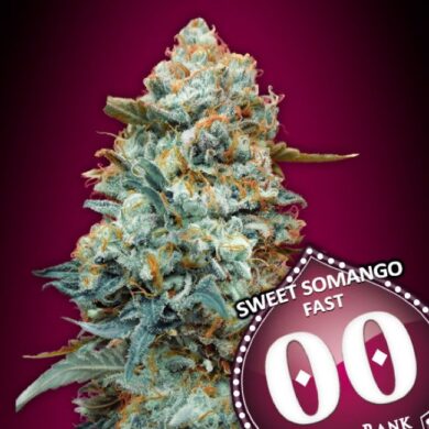 Sweet Somango Fast Feminized Seeds