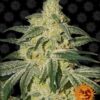 Afghan Hash Plant Regular Seeds