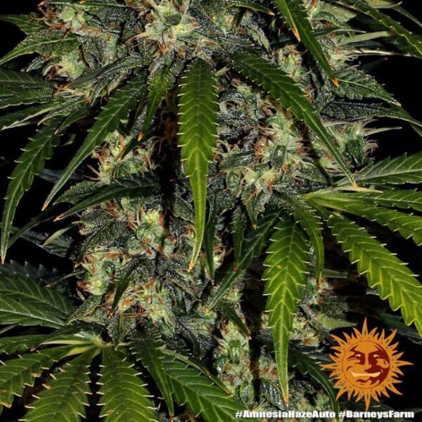 Amnesia Haze Auto Feminized Seeds