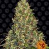 Amnesia Haze Auto Feminized Seeds