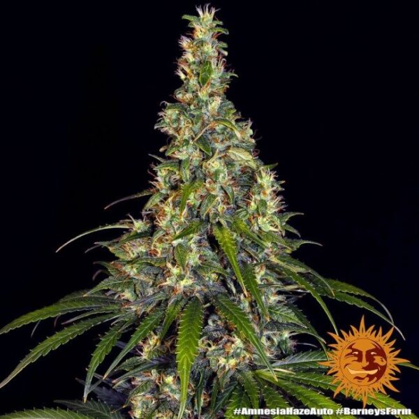 Amnesia Haze Auto Feminized Seeds