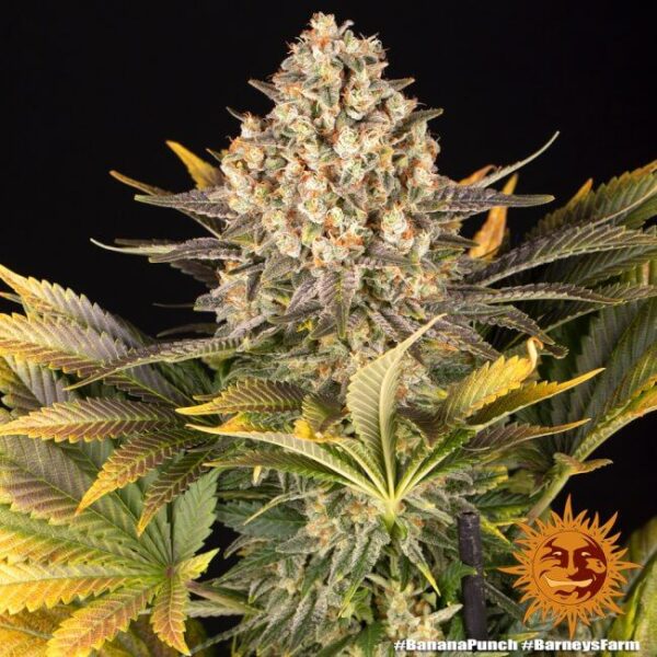 Banana Punch Feminized Seeds