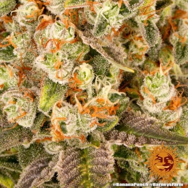 Banana Punch Feminized Seeds