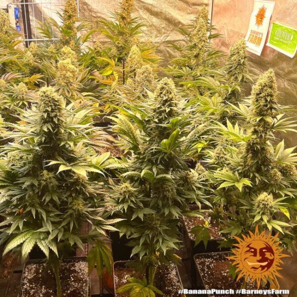 Banana Punch Feminized Seeds