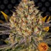 Banana Punch Feminized Seeds