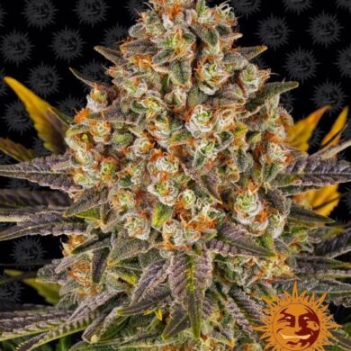 Banana Punch Feminized Seeds