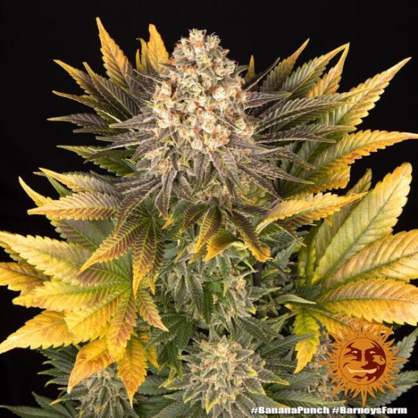 Banana Punch Feminized Seeds