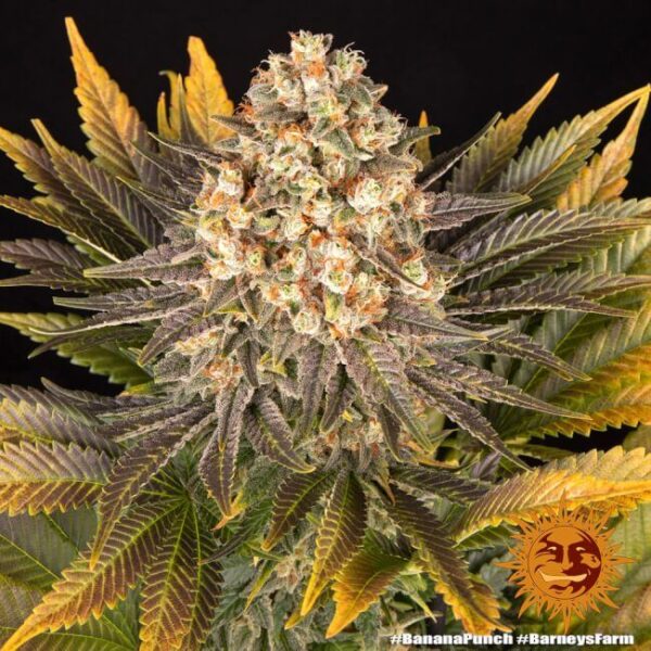 Banana Punch Feminized Seeds