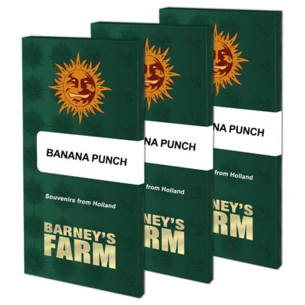 Banana Punch Feminized Seeds