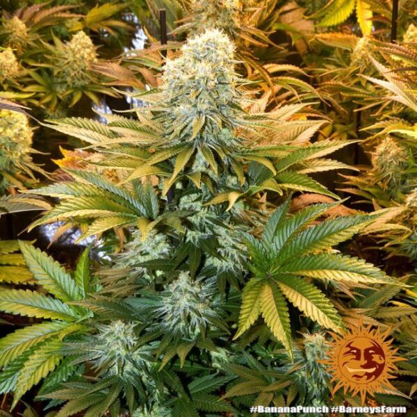 Banana Punch Feminized Seeds