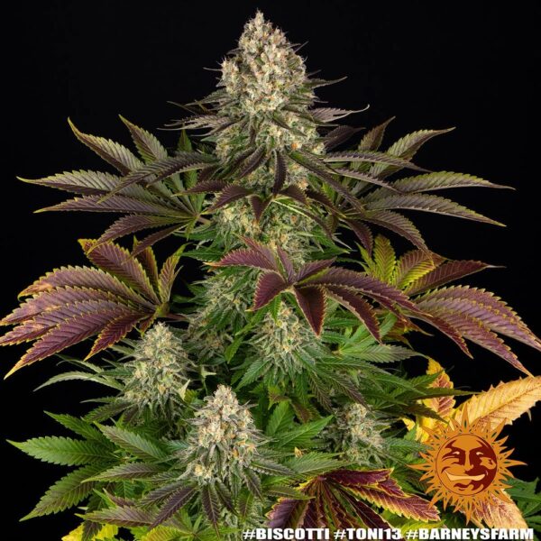 Biscotti Feminized Seeds