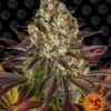 Biscotti Feminized Seeds