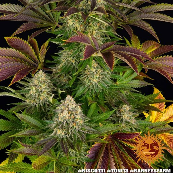 Biscotti Feminized Seeds