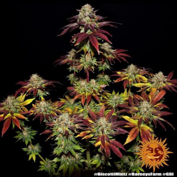 Biscotti Mintz Feminized Seeds