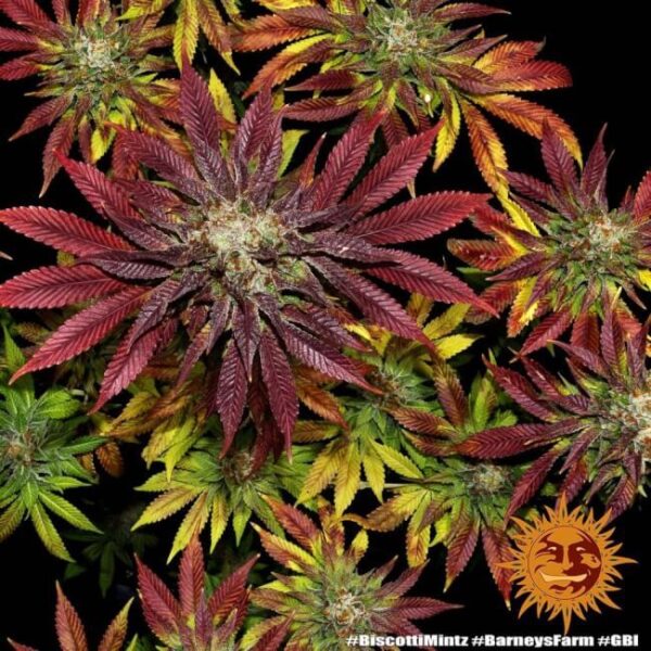 Biscotti Mintz Feminized Seeds