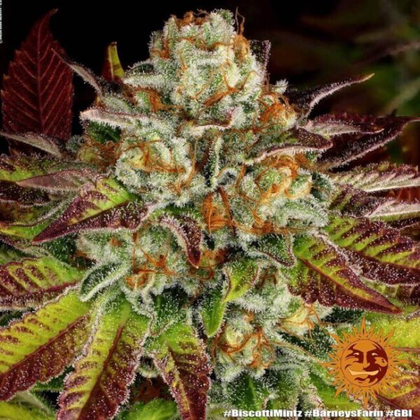 Biscotti Mintz Feminized Seeds