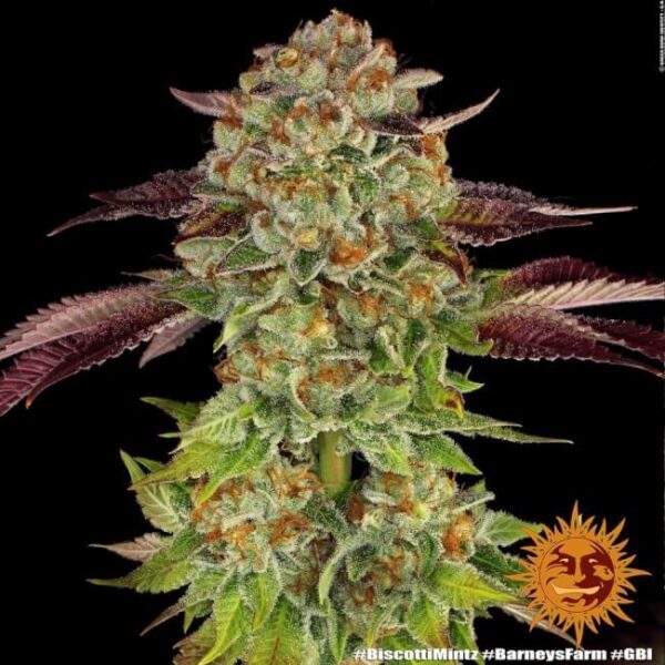 Biscotti Mintz Feminized Seeds