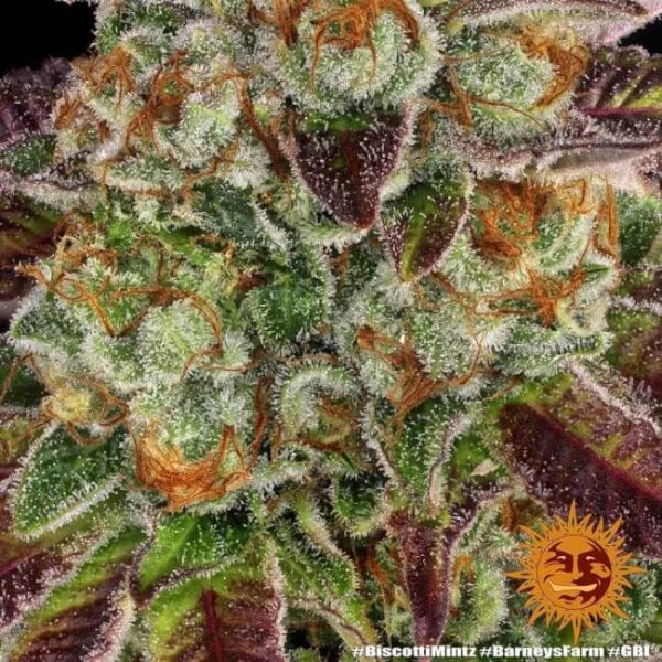 Biscotti Mintz Feminized Seeds