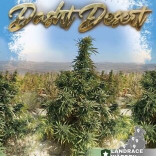 Dasht Desert Regular cannabis Seeds