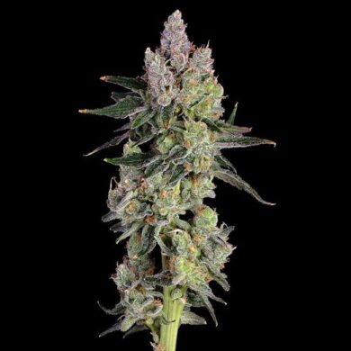 Equilibrium Feminized Seeds