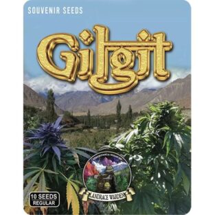 Gilgit Green Regular Seeds Jellye Cannabis Seeds