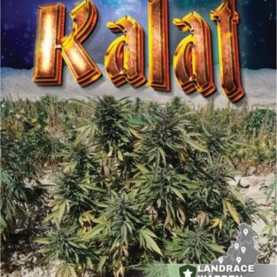Photo of Kalat Regular Seeds marijuana