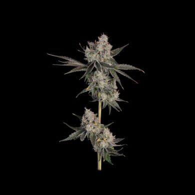 Knockout Feminized Cannabis Seeds