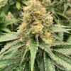 Strawberry Guava Auto Feminized Seeds