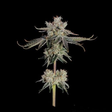 Sweet 16 Feminized Seeds Expect plants that are medium in height with stocky structure with lots of purple colors.