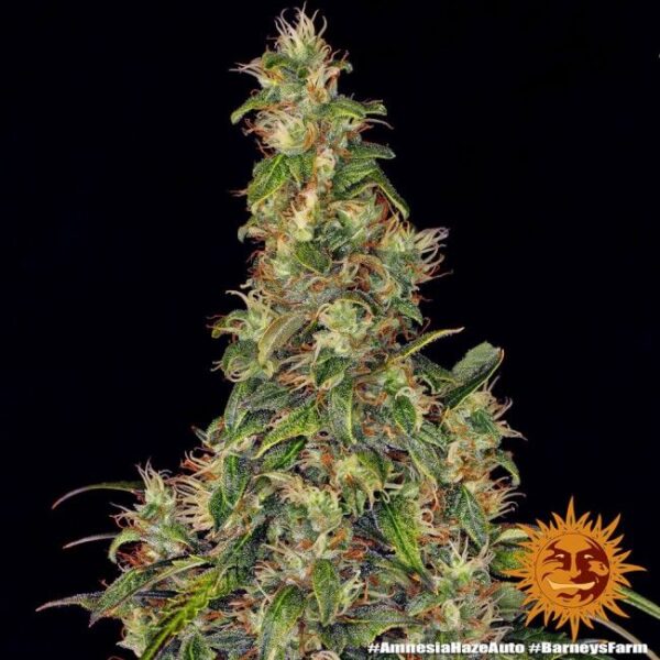 Amnesia Haze Auto Feminized Seeds