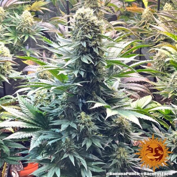 Banana Punch Feminized Seeds